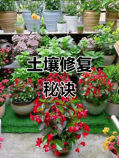 土壤板结影响花枝,定期修复让泥土更松软,营养丰富